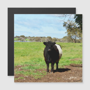 Vaca Galloway Feminina No País, Cartão Magnétic