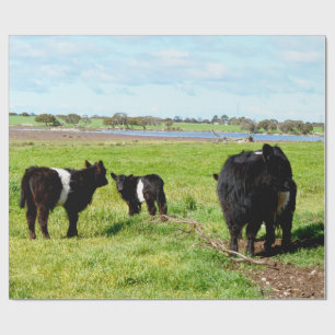 Vaca Galloway Mãe e Bebê, Papel de Presente