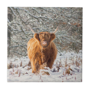 Vaca Highland escocesa