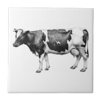 Vaca Leiteira Vencedora