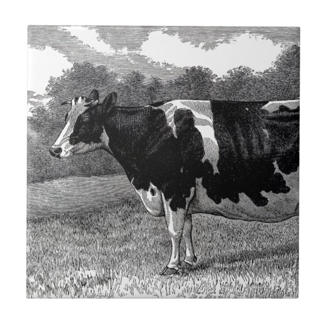 Vaca Leiteira Vintage (Frente)