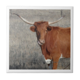 Vaca Longhorn A Banhar O Nariz