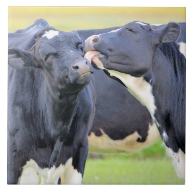 Vaca melhores amigos beija Azulejo (Frente)