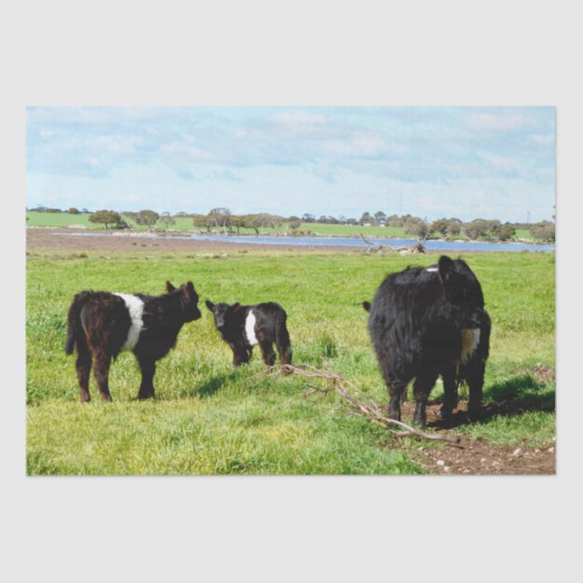 Vaca Múmia E Bebê Galloway, Papel Tecido (Frente )