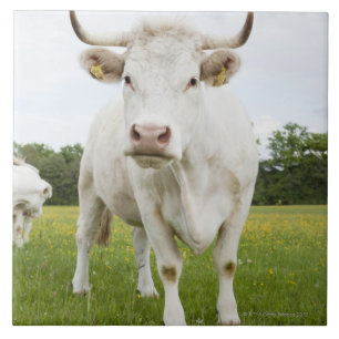 Vaca que está no campo gramíneo