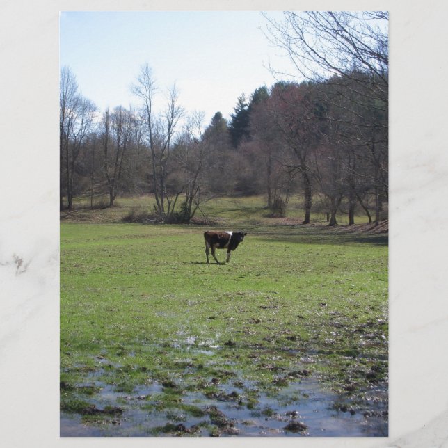 Vaca solitário (Frente)