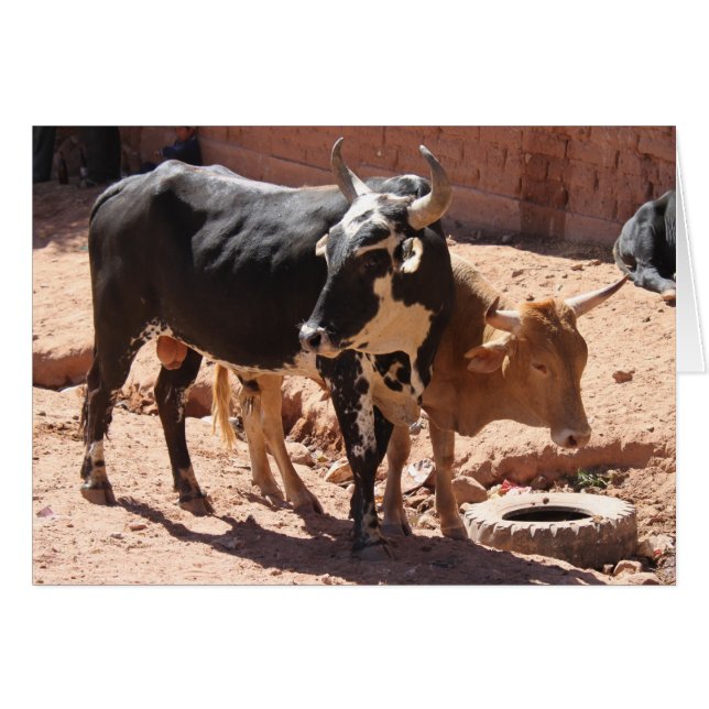Vacas com Cartão de Saudação de Cavalos (Frente horizontal)