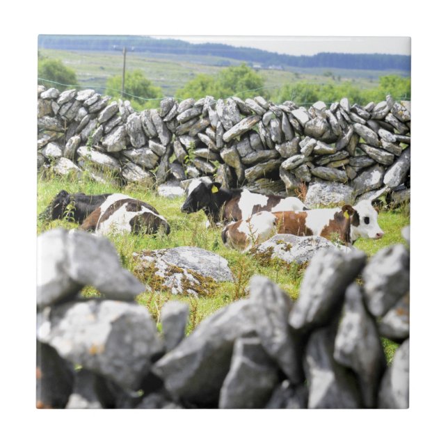 Vacas de Moo (Frente)