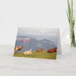 Vacas deixando o cartão