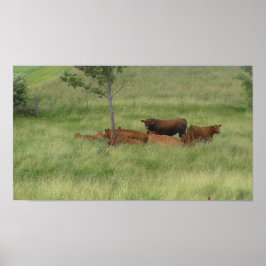 Vacas Dia Pacíficas em Poster de Fotografia em Pas