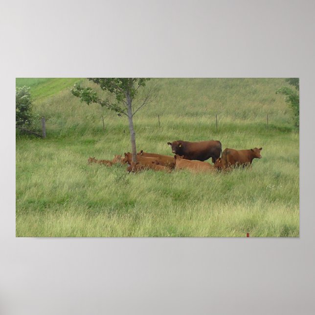 Vacas Dia Pacíficas em Poster de Fotografia em Pas (Frente)