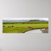 Vacas e cratera de Eldborg Poster da Islândia