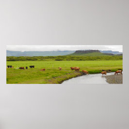 Vacas e cratera de Eldborg Poster da Islândia