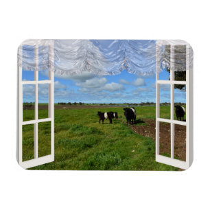 Vacas Galloway através de uma janela, um ímã fl