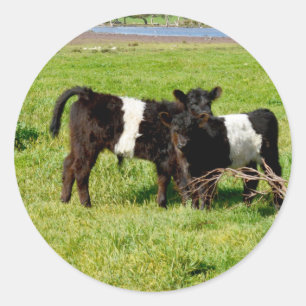 Vacas Galloway De Cinto-De-Bebê, Adesivos Redondo
