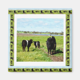 Vacas Galloway Enquadradas, Imã de geladeira