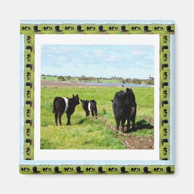 Vacas Galloway Enquadradas, Imã de geladeira (Frente)