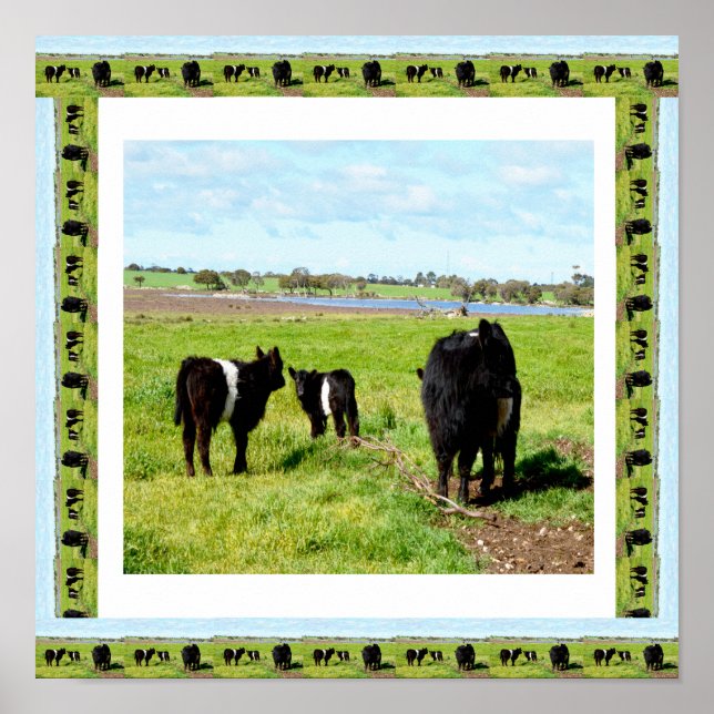 Vacas Galloway Enquadradas, Poster (Frente)