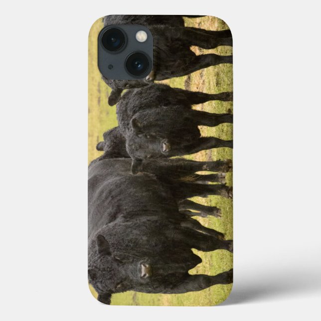 Vacas na chuva (Verso)