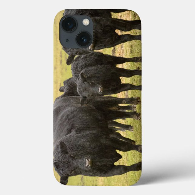 Vacas na chuva (Verso)