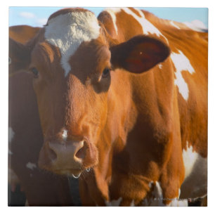 Vacas na fazenda