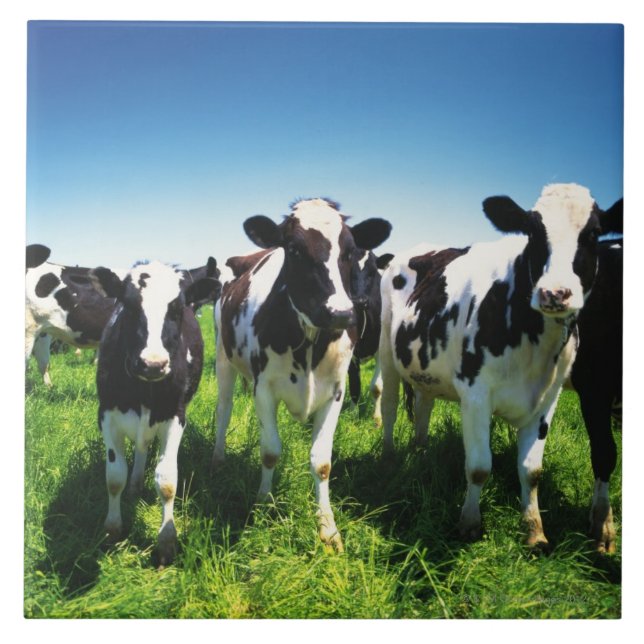 Vacas no campo, cidade de Betsukai, Hokkaido (Frente)