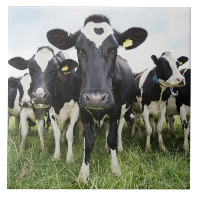 Vacas que estão em seguido de vista a câmera (Frente)