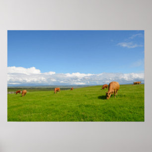 Vacas que pastam em um prado no poster de Ireland