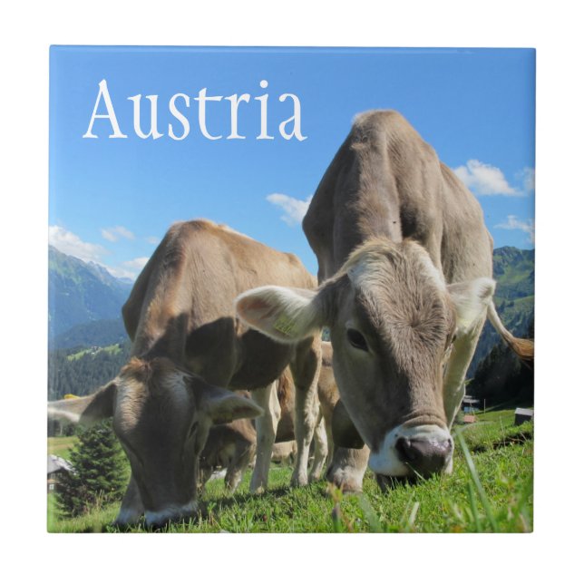Vacas Tyrolean Grazing no espaço alpino, Áustria (Frente)