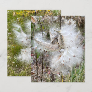 Vagens de Milkweed Abertas   Sementes com Seda   Á