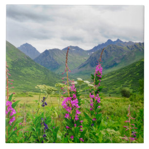 Vale do Alaskan de Flores Selvagens
