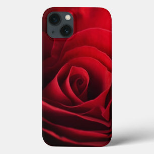 Valentine Red Rose