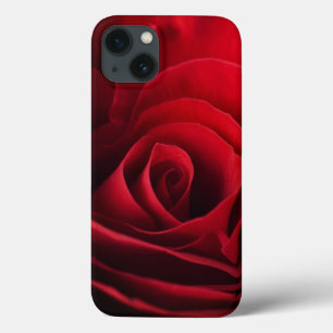 Valentine Red Rose