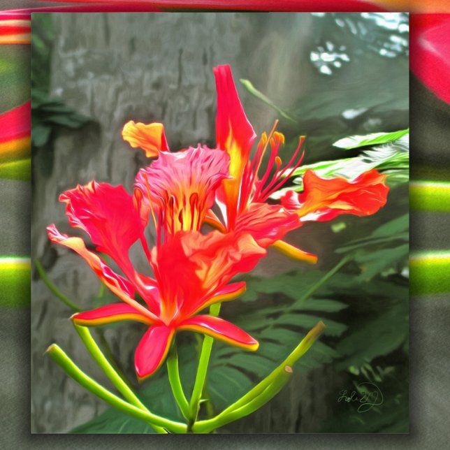 Vallarta Flaming Beauty 1583 Art Impressão (Criador carregado)