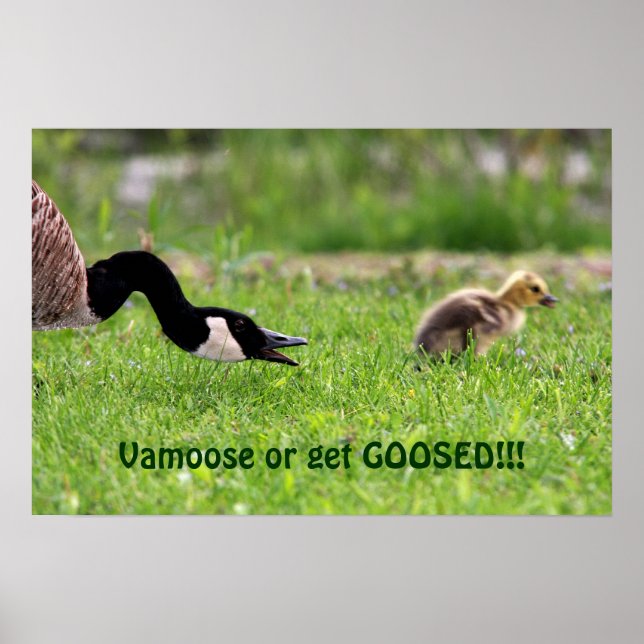 Vamoose Poster (Frente)