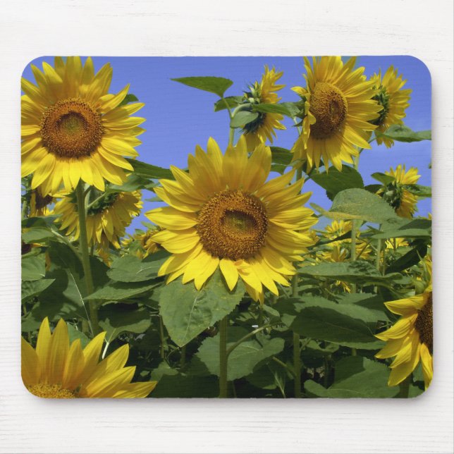 Van Gogh em Provence Mouse Pad (Frente)