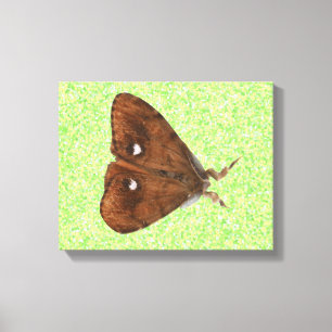 Vapourer Moth Canvas