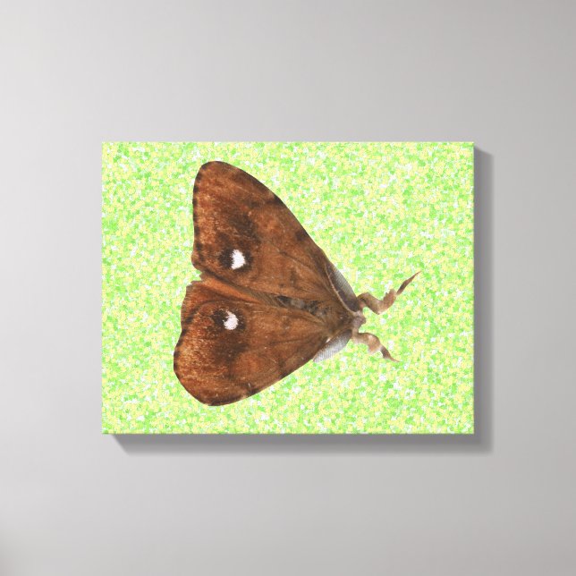 Vapourer Moth Canvas (Frente)