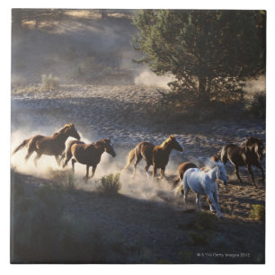 Vaqueiro com o rebanho dos cavalos