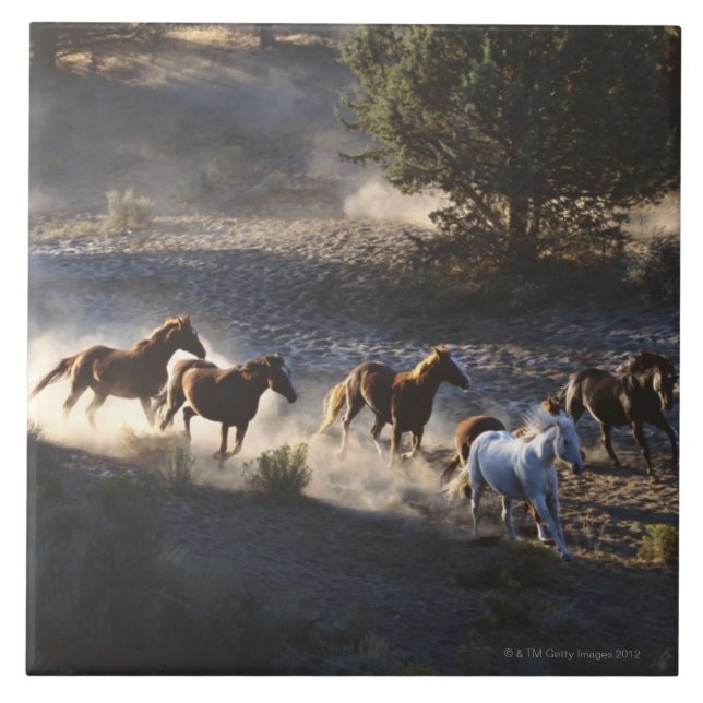 Vaqueiro com o rebanho dos cavalos (Frente)