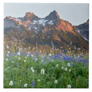 Variação de Tatoosh e flores selvagens Mt. Raini