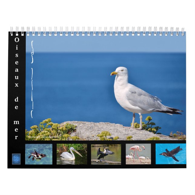Várias aves marinhas com calendário de 12 meses (Capa)