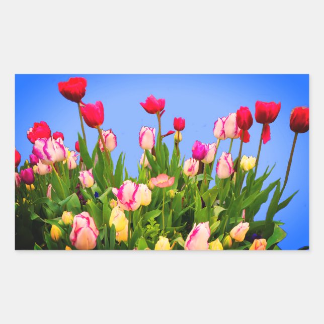 Várias Tulipas 3 Adesivos (Frente)
