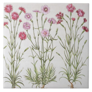 Várias variedades de cravo-da-índia, 'do Hortus 