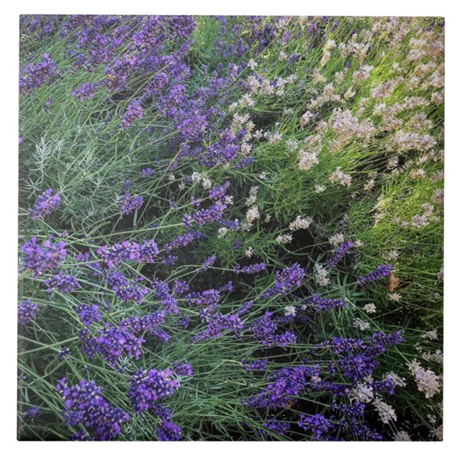 Variedade de Lavandas (Frente)