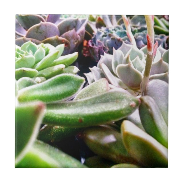 Variedades de Cactus (Frente)
