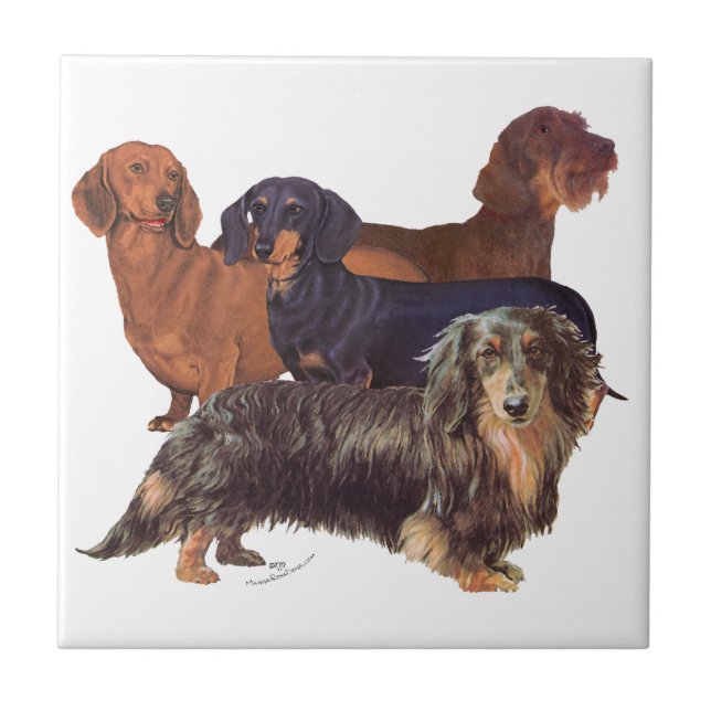 Variedades de Dachshund (Frente)