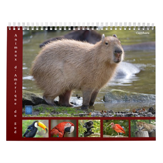 Vários animais da América do Sul Calendário de 12  (Capa)