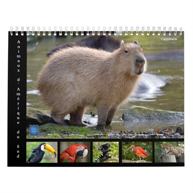 Vários animais da América do Sul Calendário de 12  (Capa)