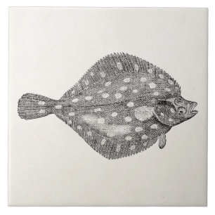 Vazio do modelo dos peixes da solha do solha do